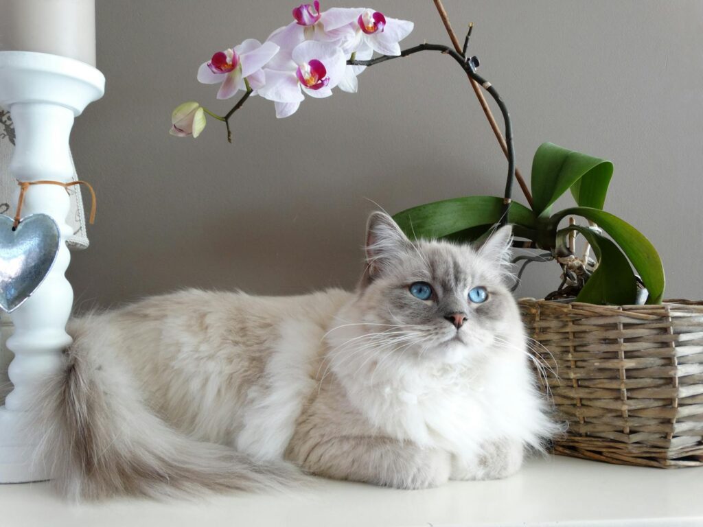 15 Best Cat Breeds for Homes with Multiple Felines and 8 That Thrive Alone