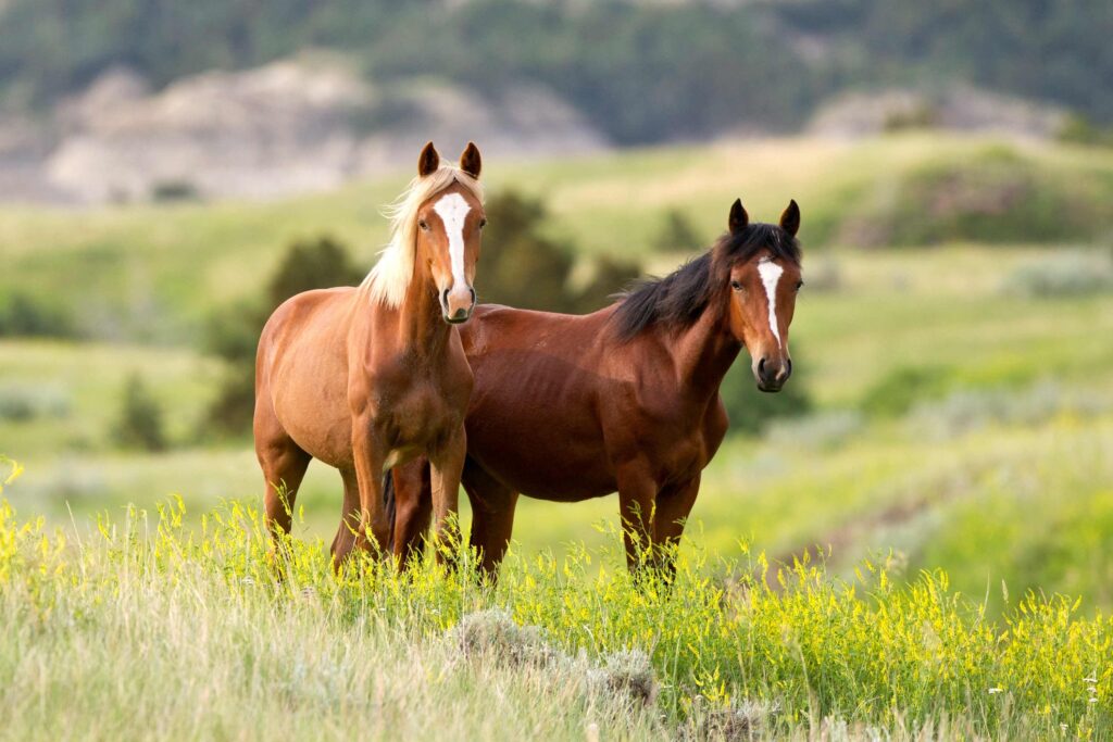 208ae6c759400ebe91ba90142f7066d3