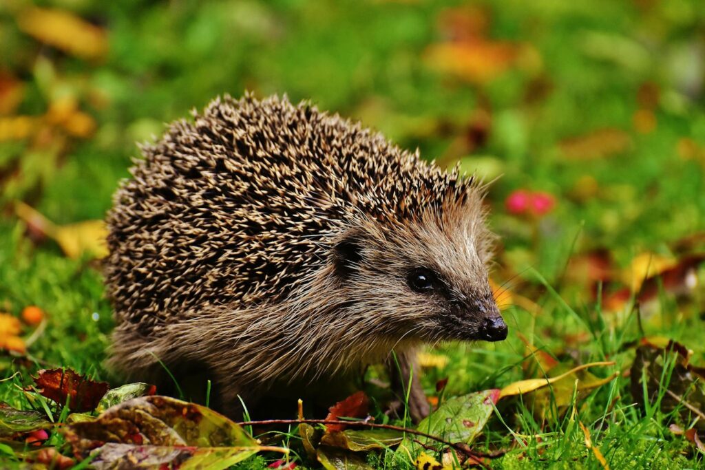 25 Animals You Can’t Legally Keep at Home in the US