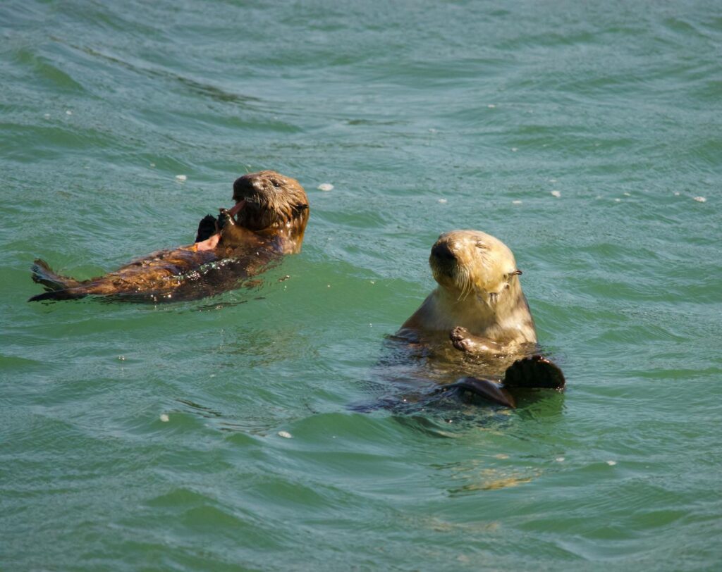 30 of the Most Fascinating Animal Behaviors in the Wild