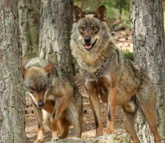 30 of the Most Fascinating Animal Behaviors in the Wild