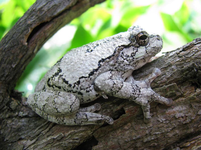 Earth&#8217;s Sonic Superstars: The 40 Loudest Animals Ranked