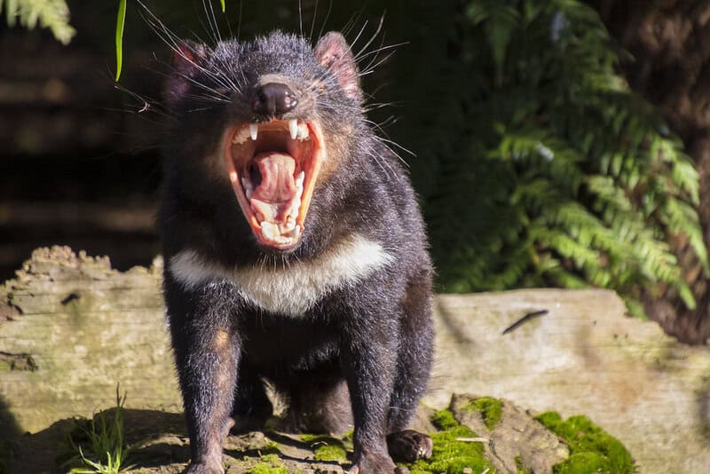 33 Scary-Looking Creatures That Are Surprisingly Friendly