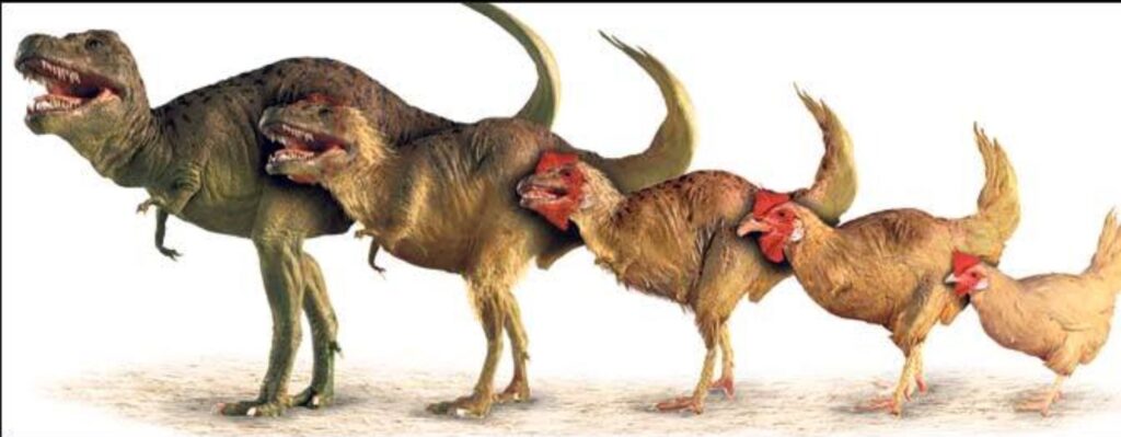 Revolutionary DNA Study Proves Your Chicken Is Actually A Shrunken T-Rex