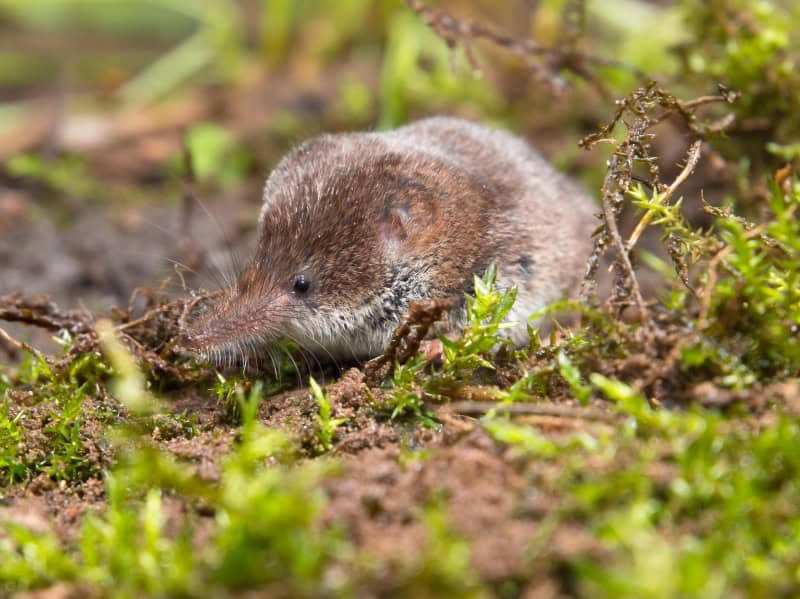 These are the 28 Smallest Mammals on Earth