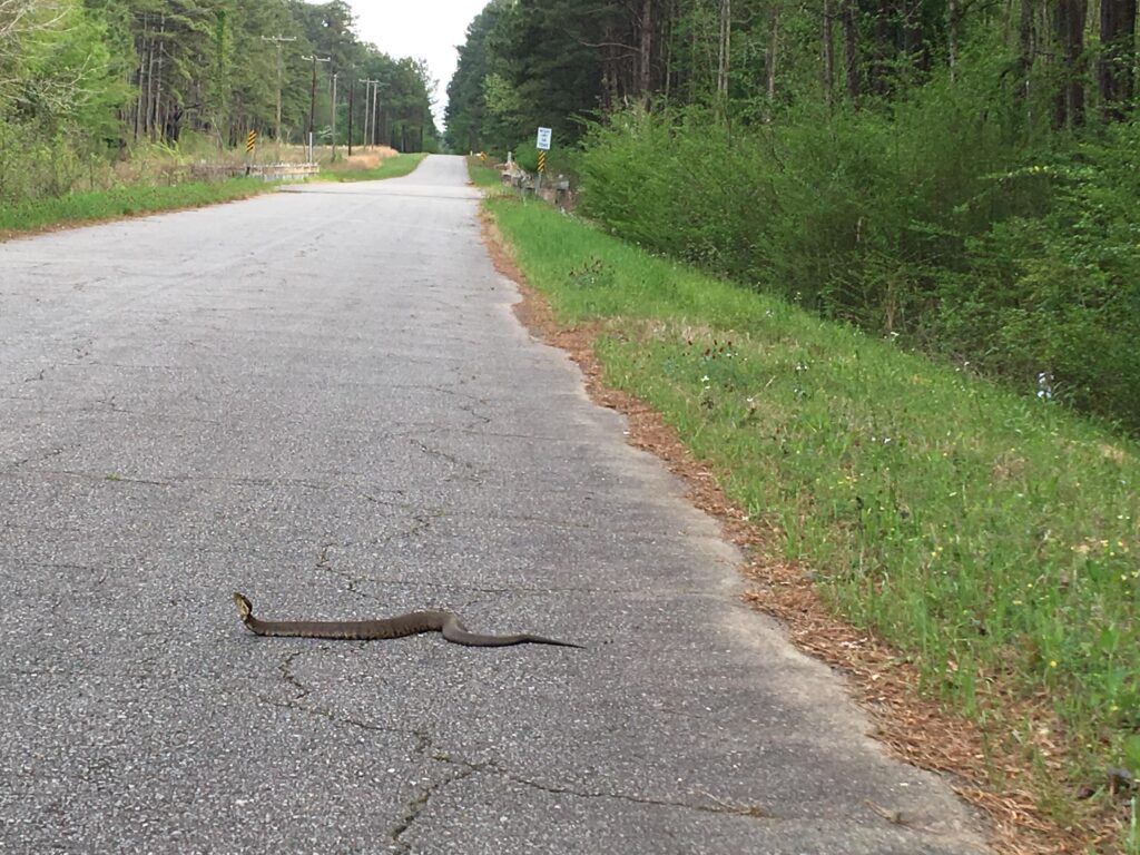 Brake or Swerve? The Ultimate Guide to Navigating 34 Different Animal Crossings