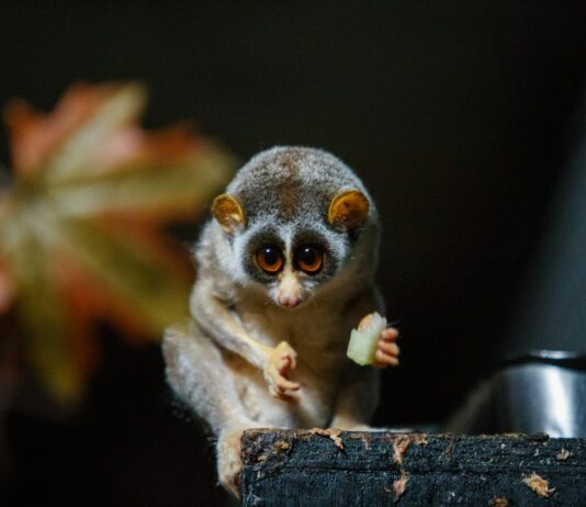 These are the 28 Smallest Mammals on Earth