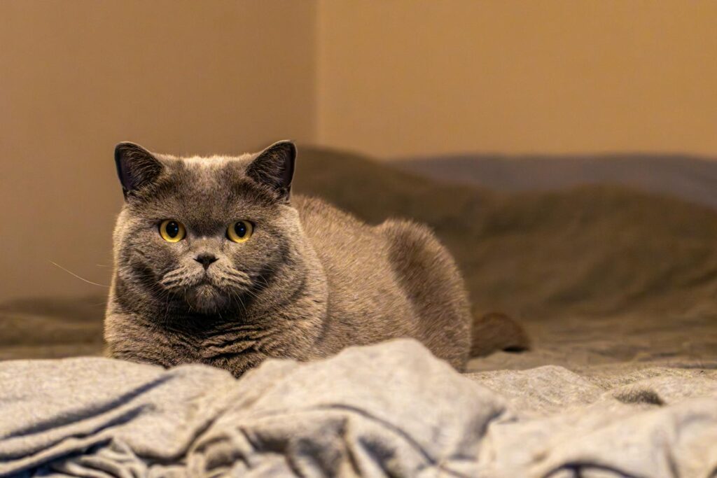 15 Best Cat Breeds for Homes with Multiple Felines and 8 That Thrive Alone