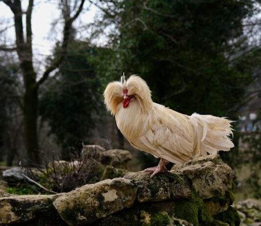 25 of the Most Beautiful Domesticated Chickens in America
