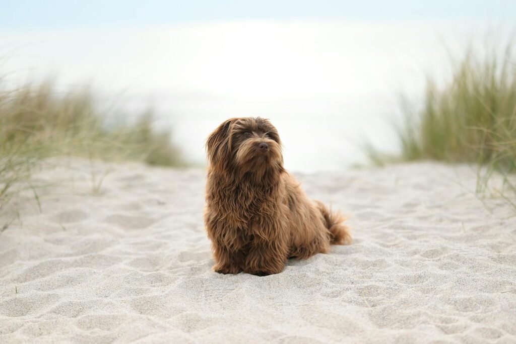 29 Dog Breeds That Won&#8217;t Survive In The Wild