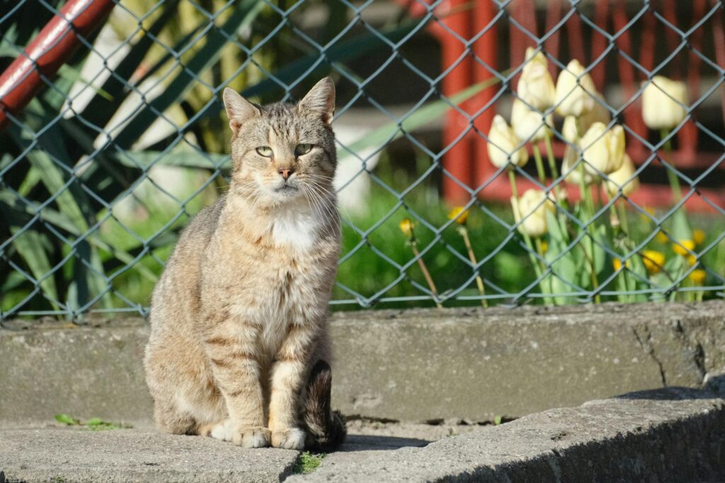 15 Best Cat Breeds for Homes with Multiple Felines and 8 That Thrive Alone