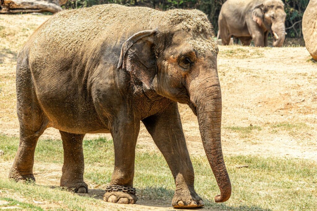 Here are the 25 Heaviest Animals On Earth