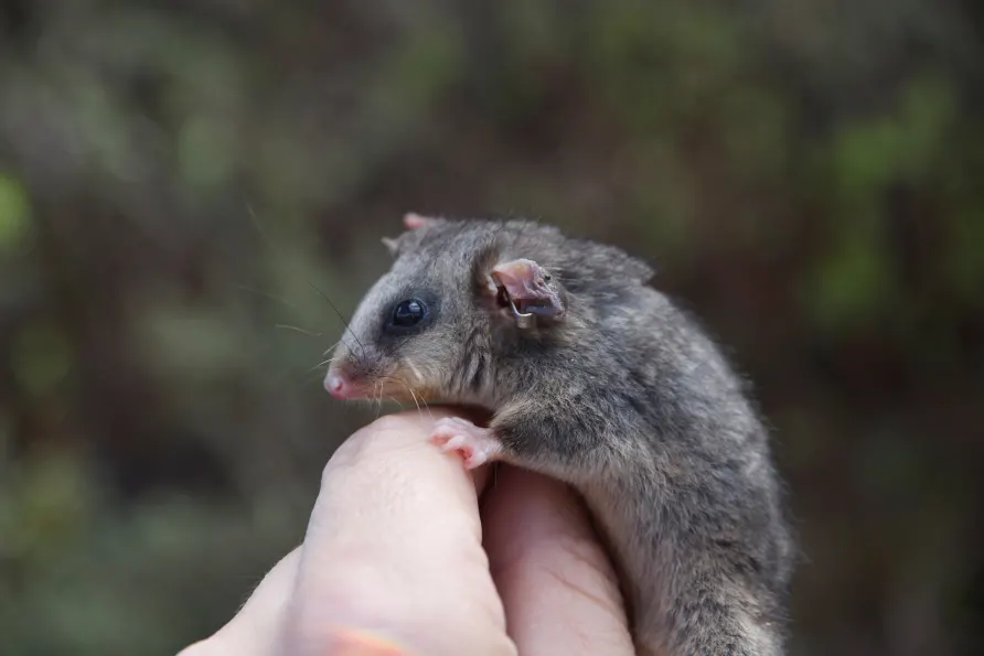 These are the 28 Smallest Mammals on Earth