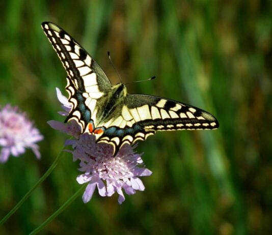 These 33 Plants Will Attract Butterflies To Your Garden