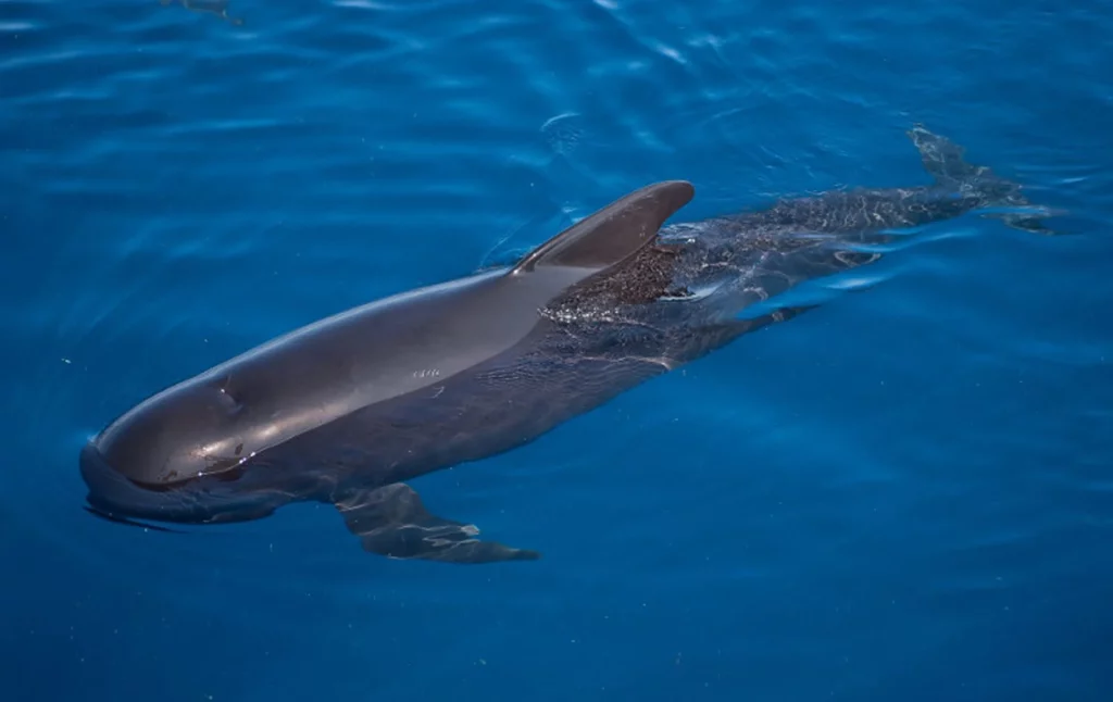25 Aquatic Mammals You Probably Did Not Know About
