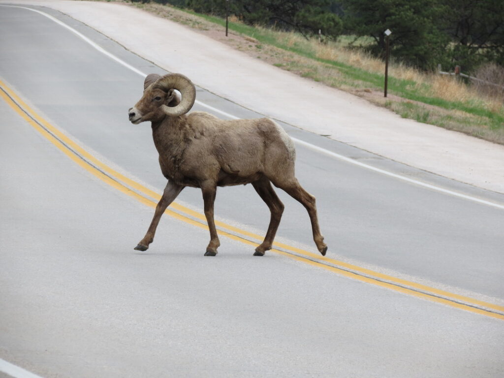 Brake or Swerve? The Ultimate Guide to Navigating 34 Different Animal Crossings