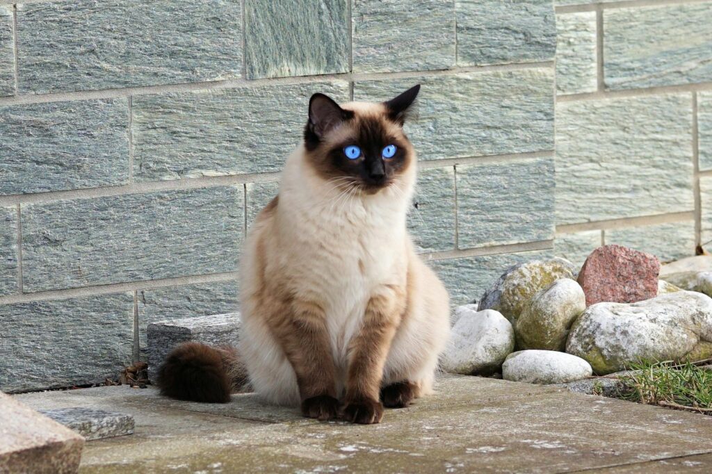 15 Best Cat Breeds for Homes with Multiple Felines and 8 That Thrive Alone