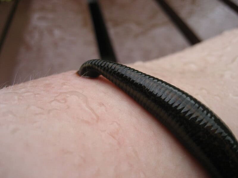 27 &#8220;Pests&#8221; and Their Surprising Role in the Ecosystem