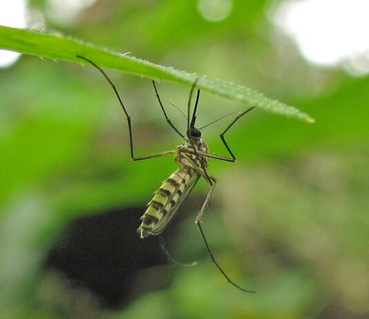 27 “Pests” and Their Surprising Role in the Ecosystem