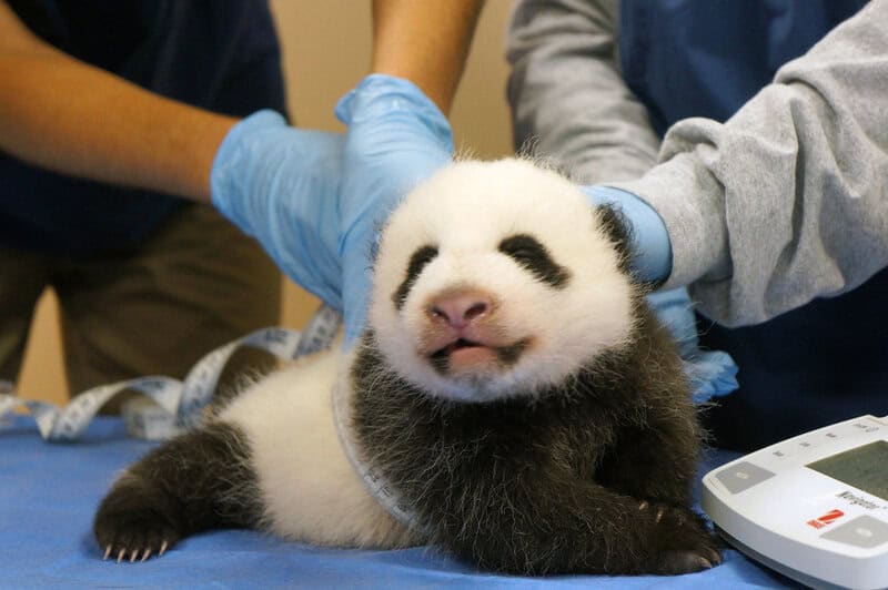 12 Zoos Leading the Way in Conservation Science