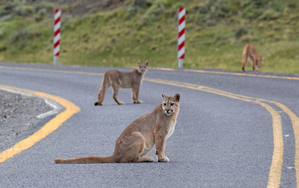 Brake or Swerve? The Ultimate Guide to Navigating 34 Different Animal Crossings