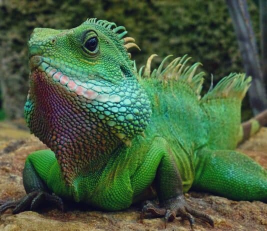 25 Animals You Can’t Legally Keep at Home in the US