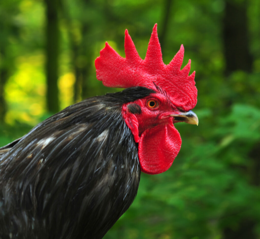 25 of the Most Beautiful Domesticated Chickens in America