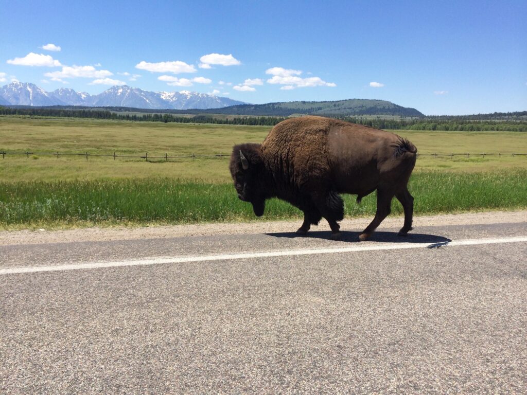 Brake or Swerve? The Ultimate Guide to Navigating 34 Different Animal Crossings