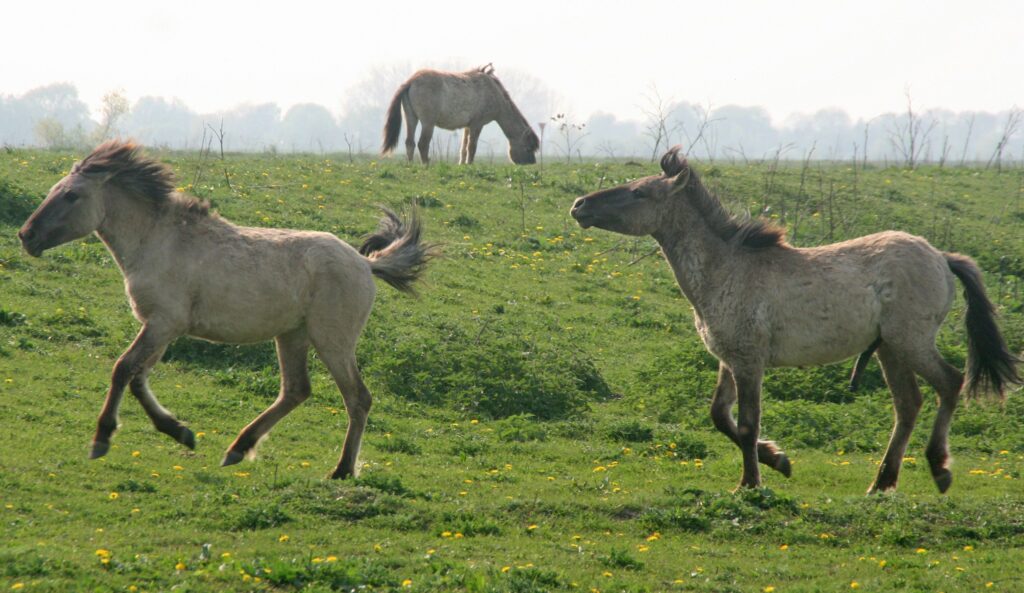 30 Animals That Traded Freedom for Friendship: The Story of Domestication