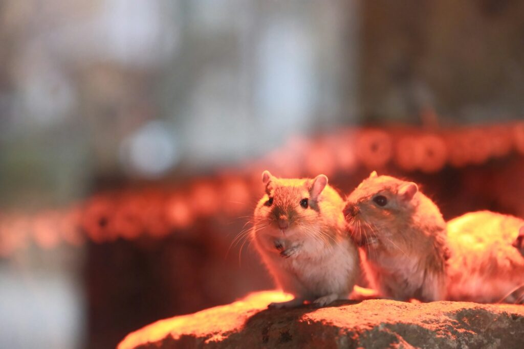 22 Pocket-Sized Pets That Are Perfect Companions