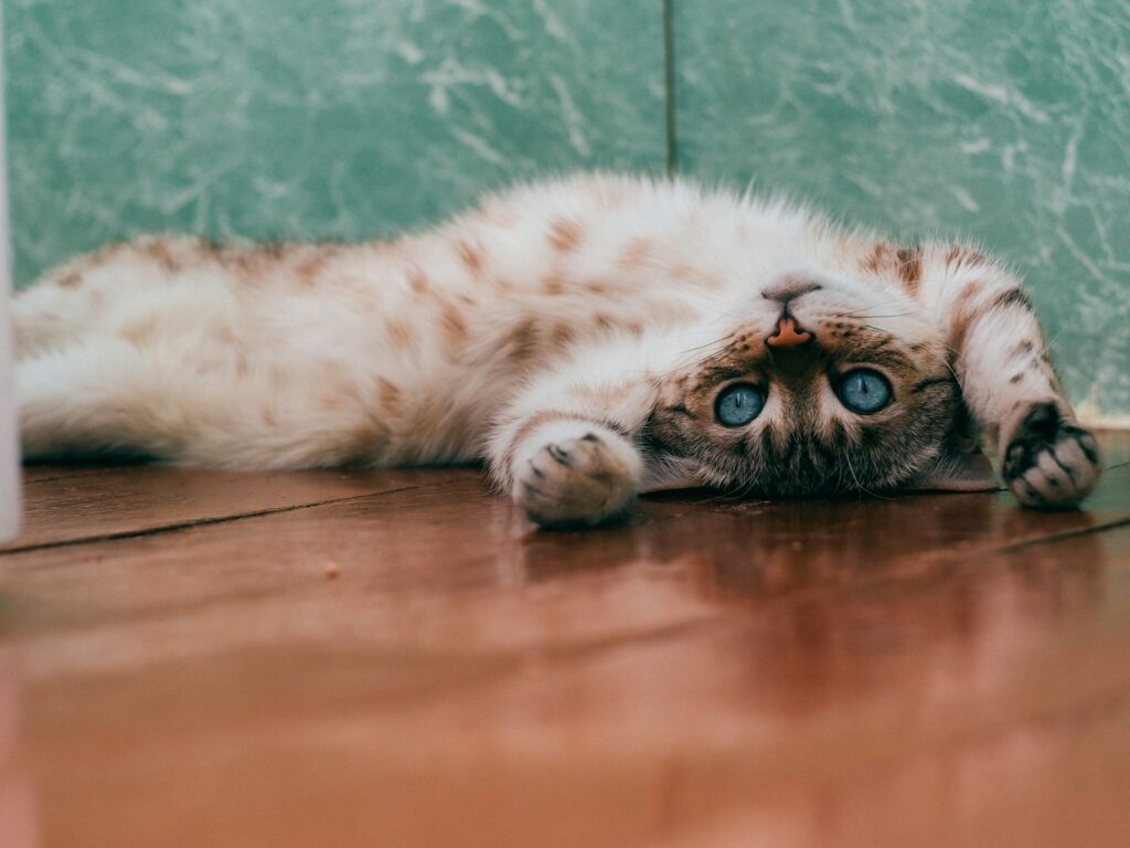 15 Behaviors That Show Your Cat Has Chosen You as Its Family and 5 You Need To Be Concerned About