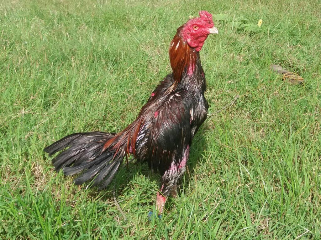 Revolutionary DNA Study Proves Your Chicken Is Actually A Shrunken T-Rex