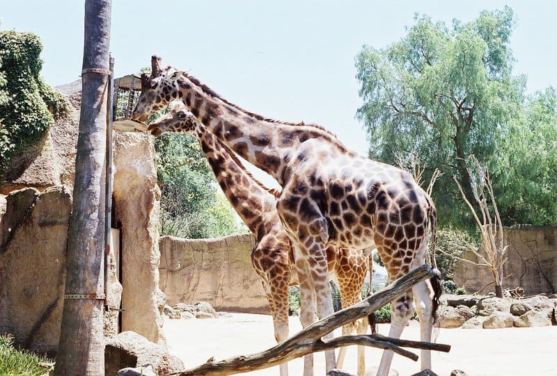 12 Zoos Leading the Way in Conservation Science