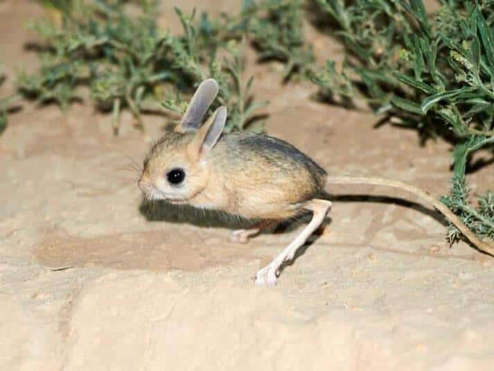 These are the 28 Smallest Mammals on Earth