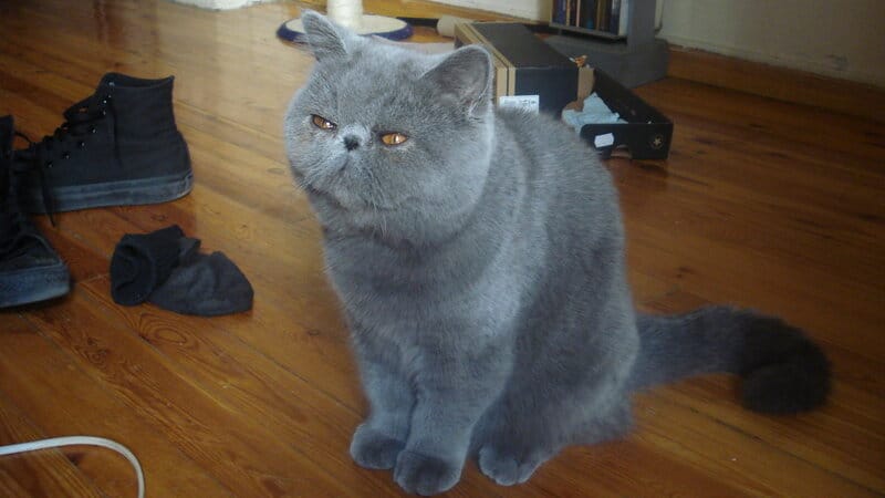 15 Best Cat Breeds for Homes with Multiple Felines and 8 That Thrive Alone