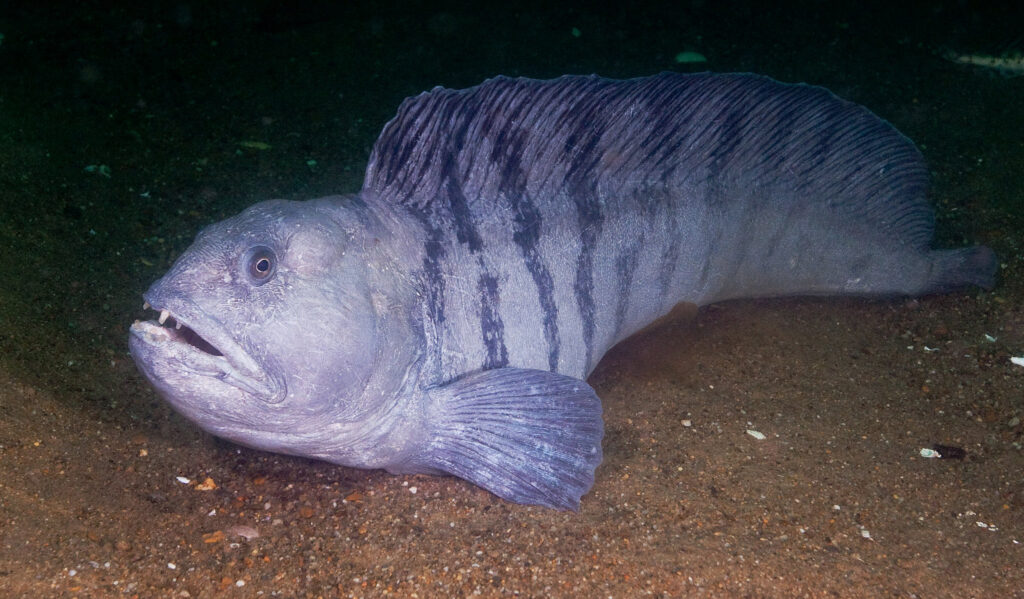 33 Scary-Looking Creatures That Are Surprisingly Friendly