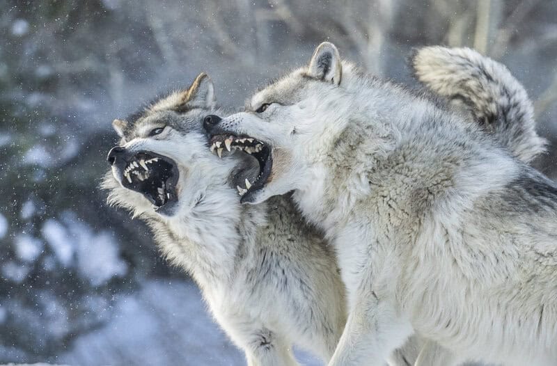 How to Survive a Wolf Attack