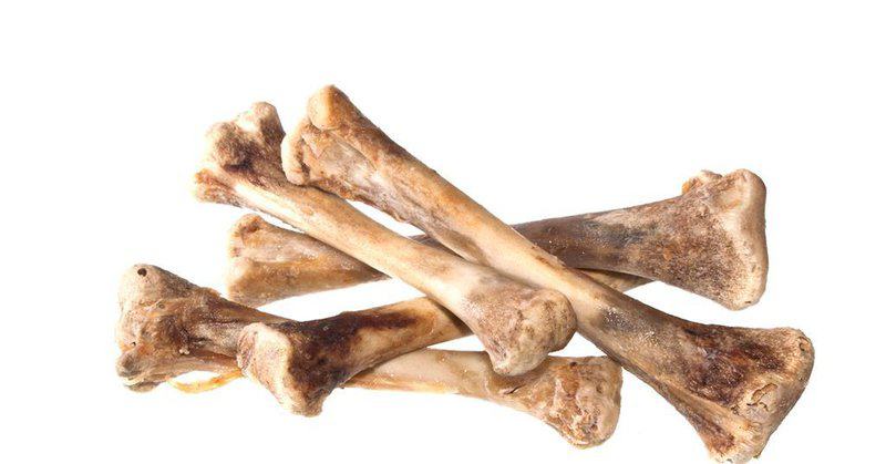 Revolutionary DNA Study Proves Your Chicken Is Actually A Shrunken T-Rex