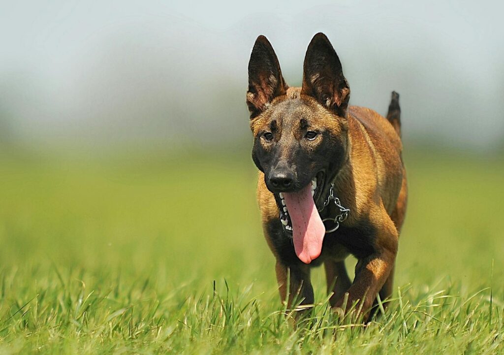 25 Best Guard Dog Breeds to Consider Adding to Your Family