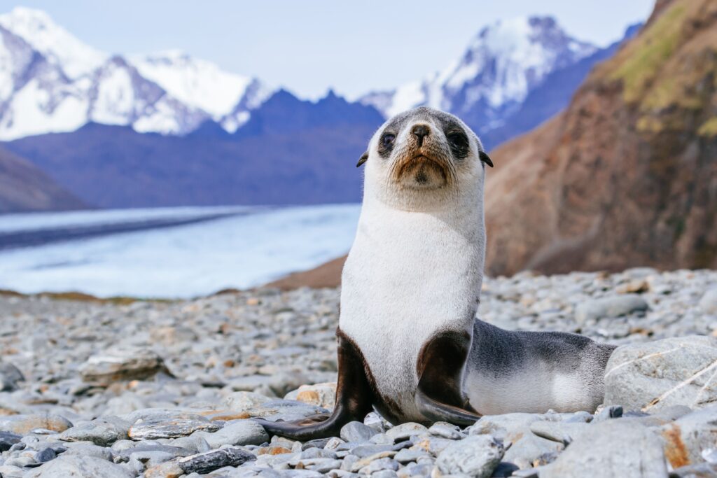 30 Astonishing Animal Hybrids Straight From Nature