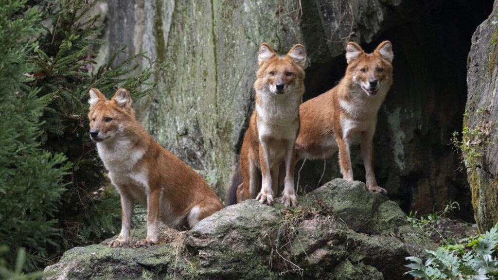 12 Zoos Leading the Way in Conservation Science