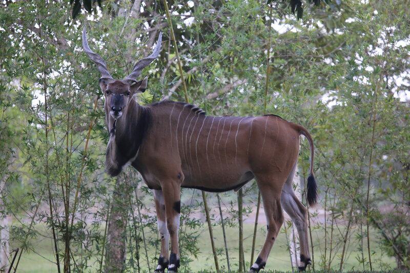 Here are the 25 Heaviest Animals On Earth