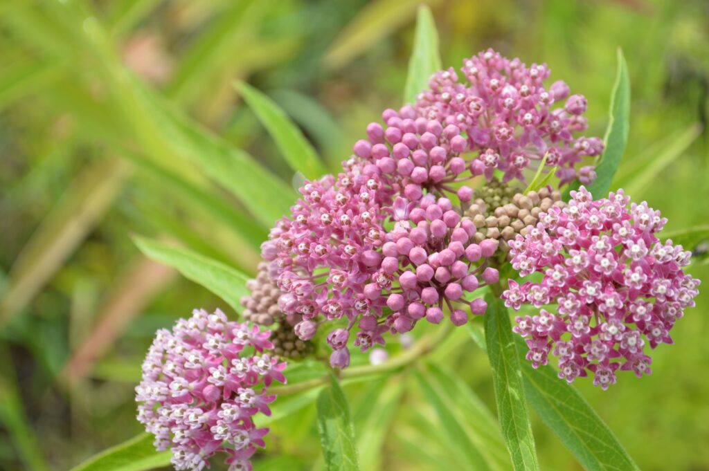 These 33 Plants Will Attract Butterflies To Your Garden