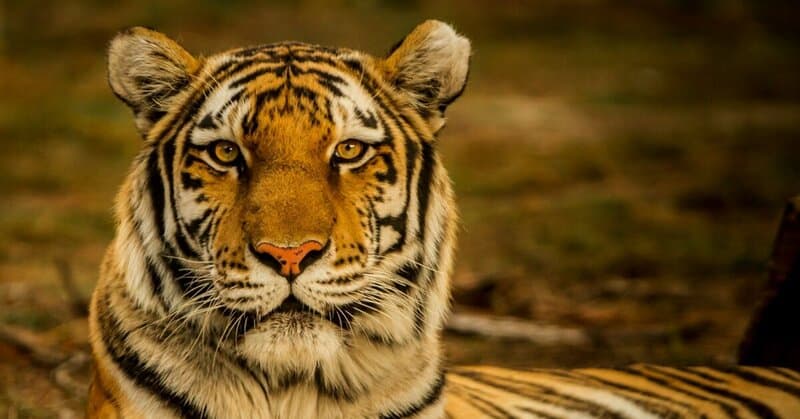 24 Fearless Animals That Have No Natural Enemies