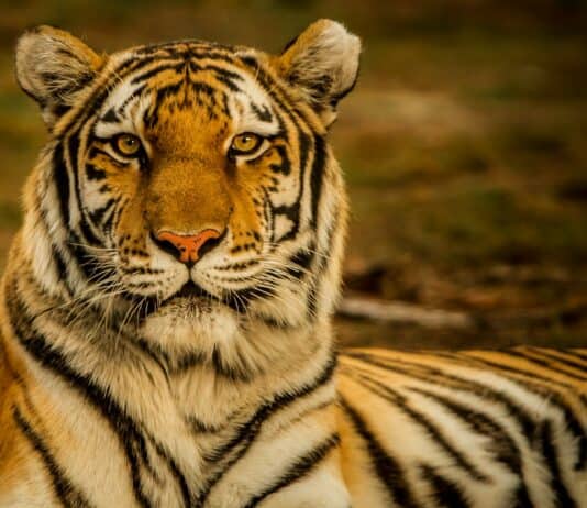 24 Fearless Animals That Have No Natural Enemies