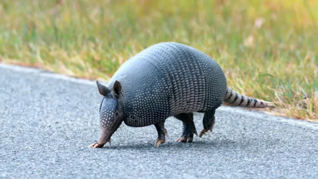 Brake or Swerve? The Ultimate Guide to Navigating 34 Different Animal Crossings