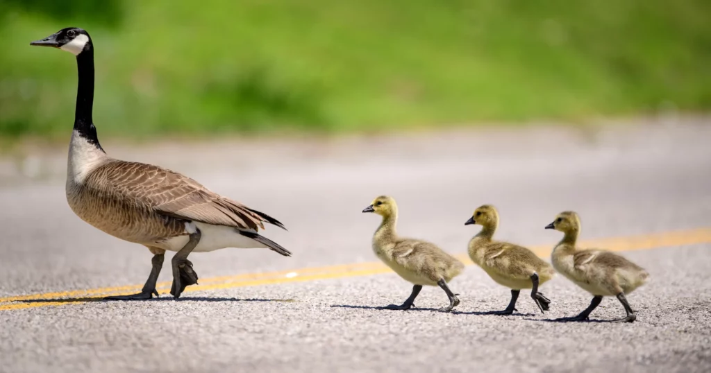 Brake or Swerve? The Ultimate Guide to Navigating 34 Different Animal Crossings