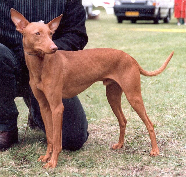 25 Ultra Rare Dog Breeds Now Facing Extinction