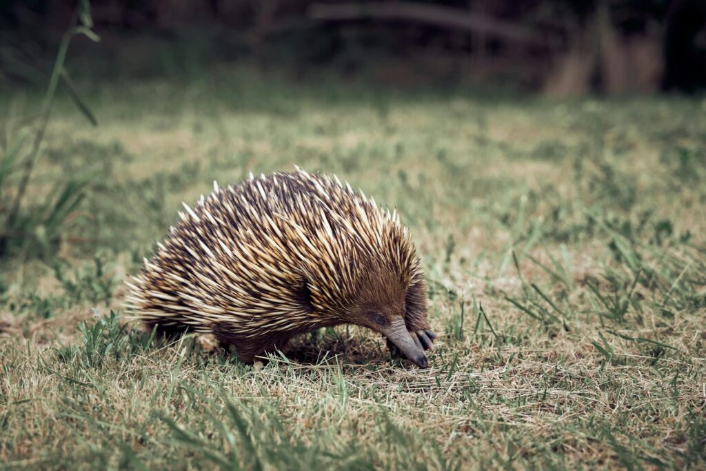 38 Weird and Fascinating Animals You Will Only Find in Australia