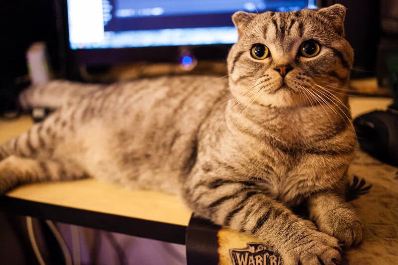 15 Best Cat Breeds for Homes with Multiple Felines and 8 That Thrive Alone